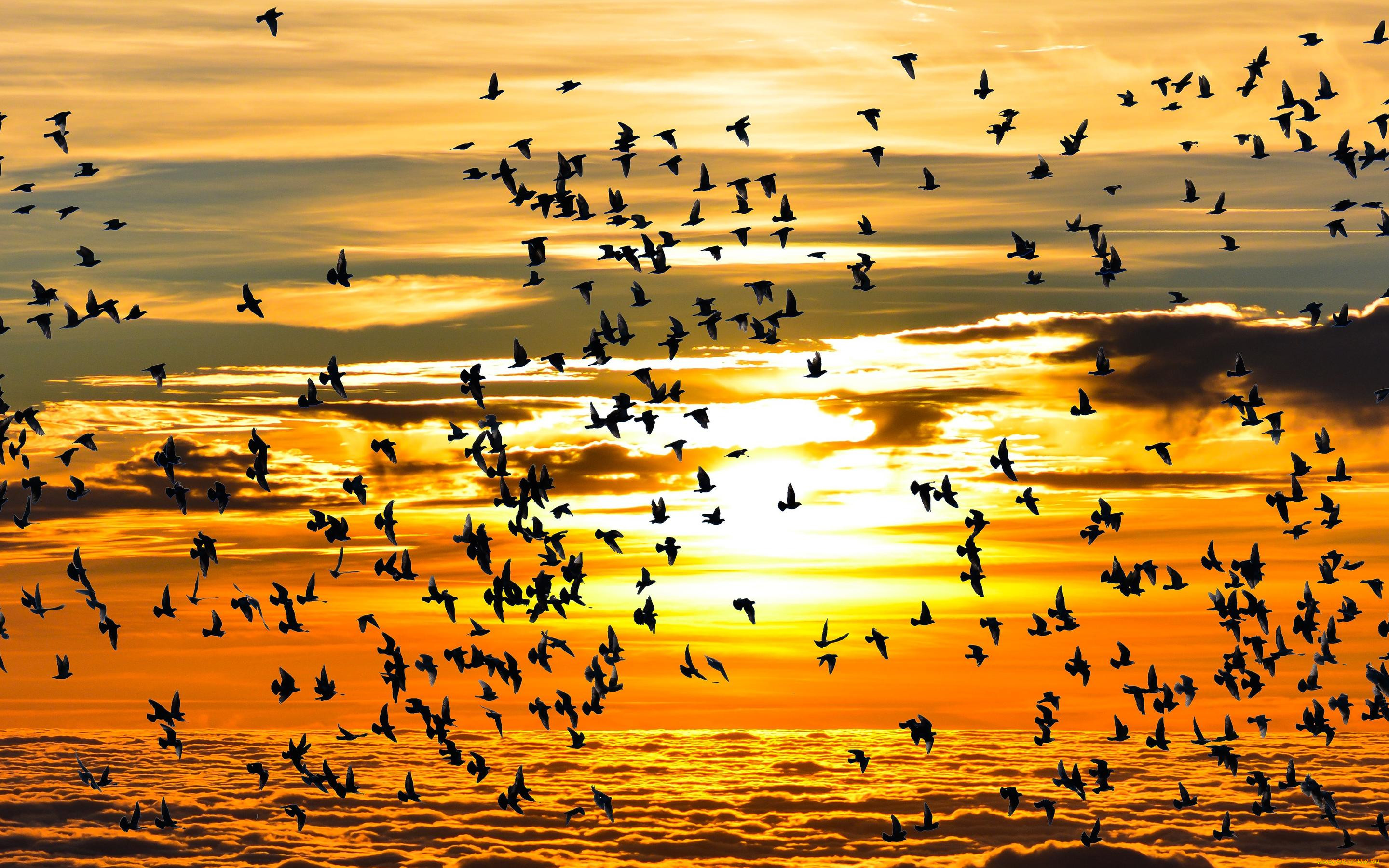 Жизнь мигрирующих птиц. Миграция птиц. Миграция птиц осенью. Осенние миграции птиц. Миграции птиц на закате.